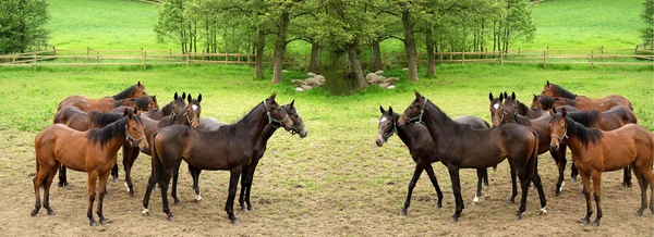 Cavalos dinamarqueses — Fotografia de Stock
