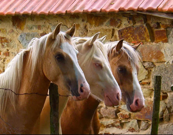 Деревянные лошади — стоковое фото