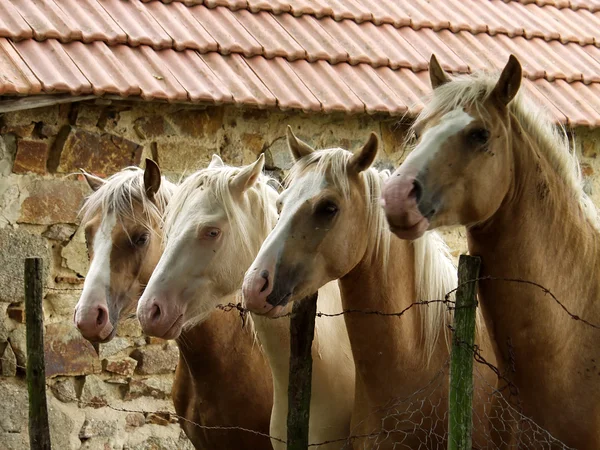 Quattro cavalli — Foto Stock