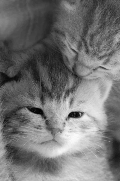 Pisică (pisici) gri care se uită la cameră — Fotografie, imagine de stoc