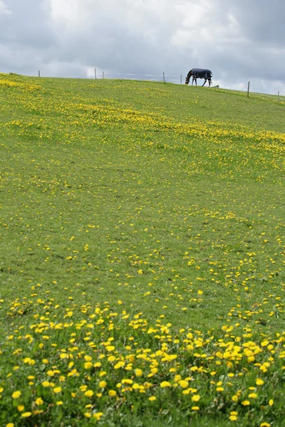 Cavalli danesi — Foto Stock