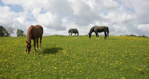 デンマークの馬 — ストック写真