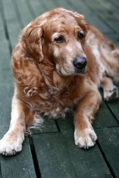 Dog golden retriever — Stock Photo, Image