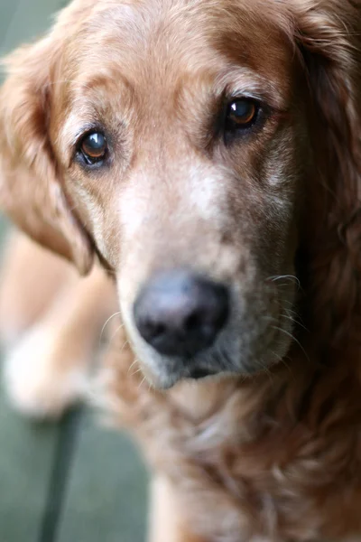 Dog golden retriever — Stock Photo, Image