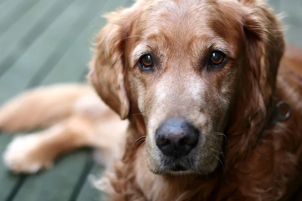 Cão golden retriever — Fotografia de Stock