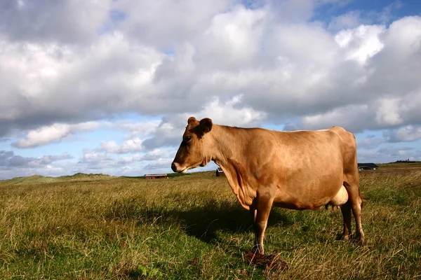 Kráva v Dánsku — Stock fotografie