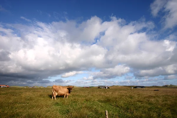 Kráva v Dánsku — Stock fotografie
