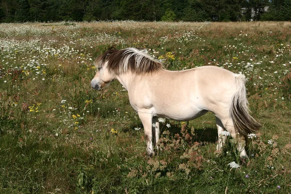 Dänische Pferde 01 — Stockfoto