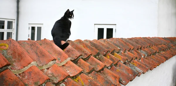 Black cat on a wall of a white house Stock Photo