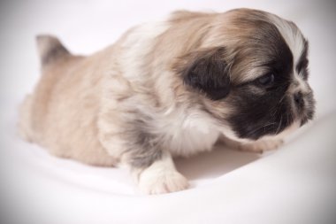 Saray pekingese