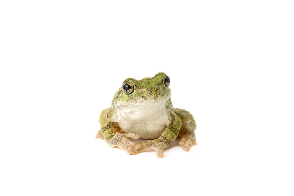 Tree Frog Pensive — Stock Photo, Image