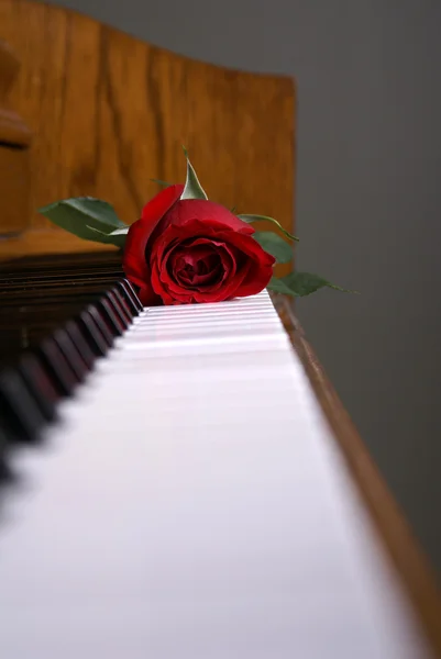 Piano Rose on Keys — Stock Photo, Image