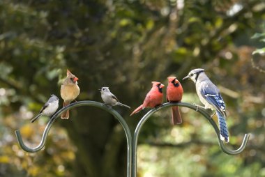 Bird Diversity Meeting clipart