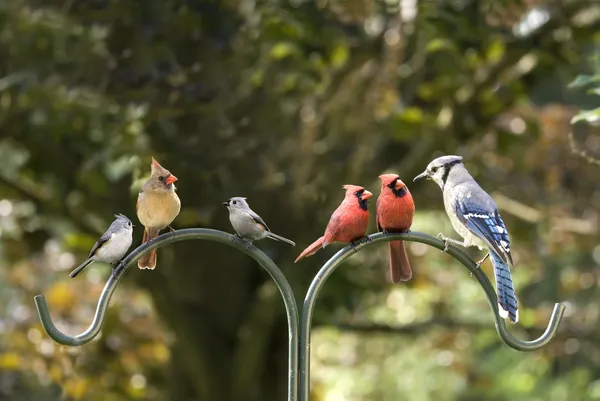 Incontro sulla diversità degli uccelli Immagini Stock Royalty Free
