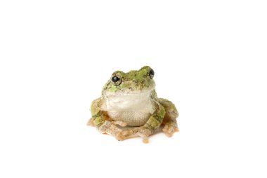 Tree Frog Pensive clipart