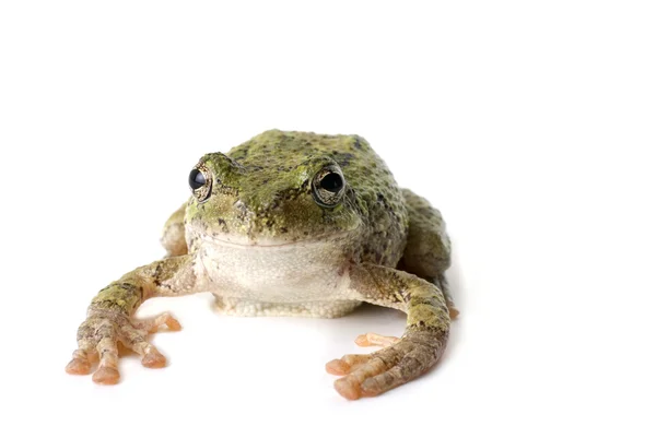Tree Frog Staring — Stock Photo, Image