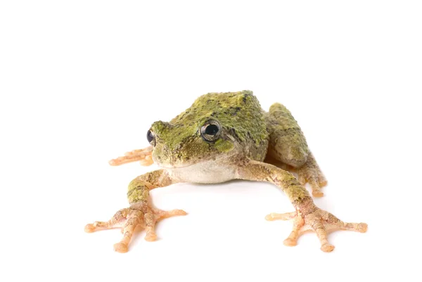 Tree Frog Ready to Jump — Stock Photo, Image
