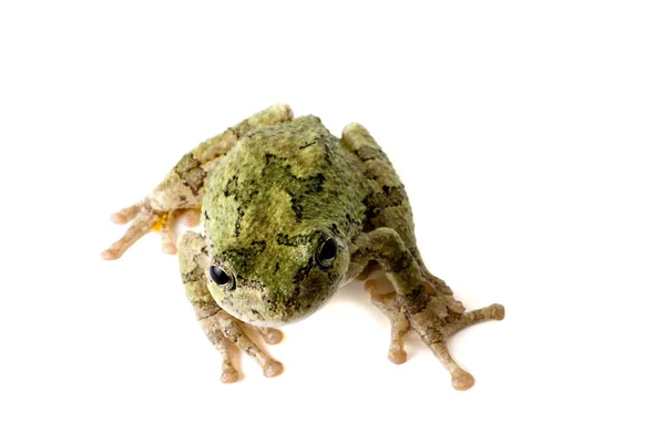 Tree Frog Looking Up — Stock Photo, Image