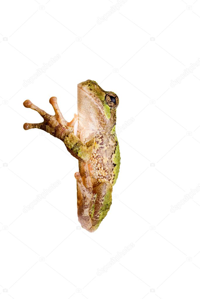 Tree Frog Clinging to a Corner