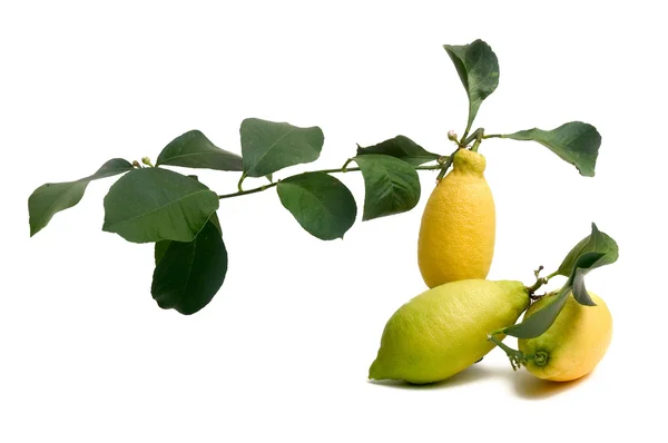 stock image Lemons organic