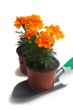 Fransız Marigolds