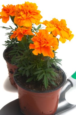 Fransız Marigolds