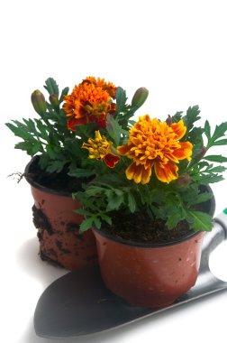 Fransız Marigolds