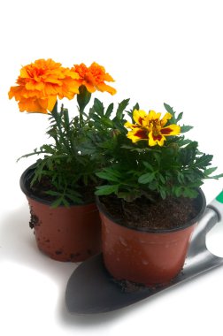 Fransız Marigolds