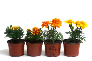 Fransız Marigolds