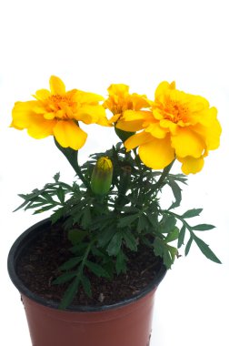 Fransız Marigolds