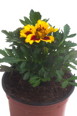 Fransız Marigolds