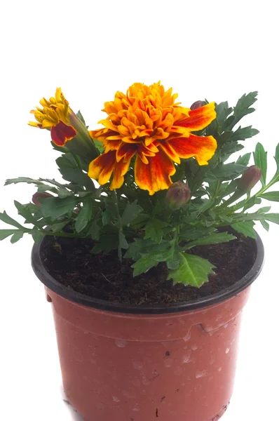 stock image French marigolds