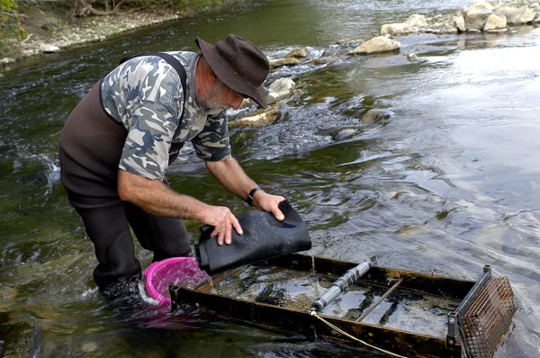 Prospector panning for gold in river — Stock Photo, Image