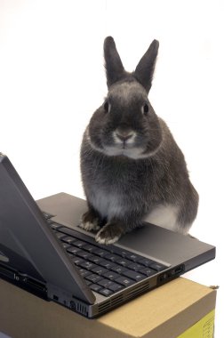 Webmaster tavşan