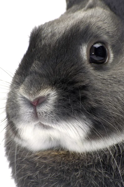 Portret van een dwerg konijn — Stockfoto