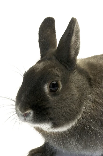 Retrato de um coelho anão — Fotografia de Stock