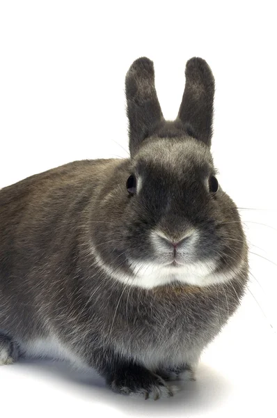 Portrait of a dwarf rabbit — Stock Photo, Image