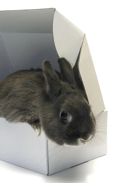 Retrato de um coelho numa caixa — Fotografia de Stock