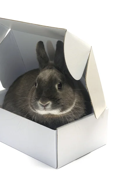Retrato de um coelho numa caixa — Fotografia de Stock