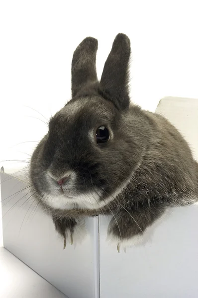 Portret van een konijn in een doos — Stockfoto
