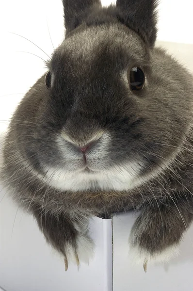 Retrato de un conejo en una caja —  Fotos de Stock