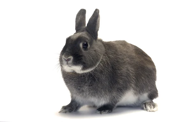 Портрет карликового кролика — стоковое фото