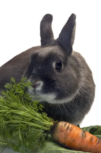 Portrait of a rabbit and his favorite vegetables — Stock Photo, Image