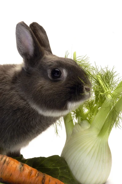 Portrait of a rabbit and his favorite vegetables — Stock Photo, Image