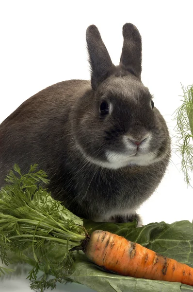 Portret van een konijn en zijn favoriete groenten — Stockfoto