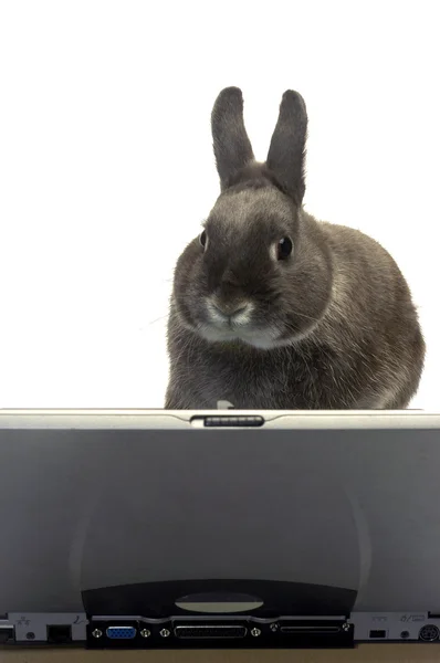 Conejo webmaster —  Fotos de Stock