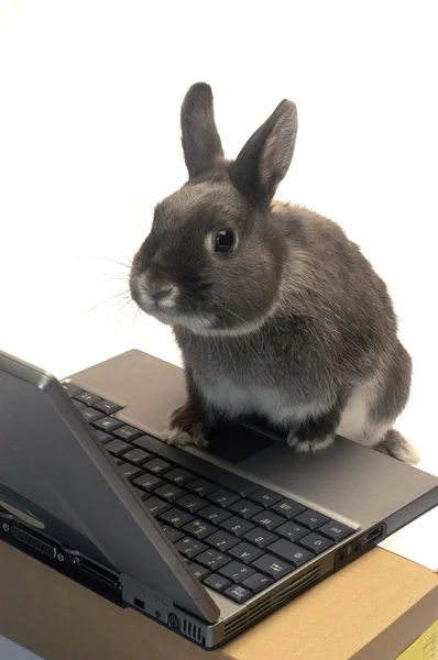 Кролик-вебмастер — стоковое фото