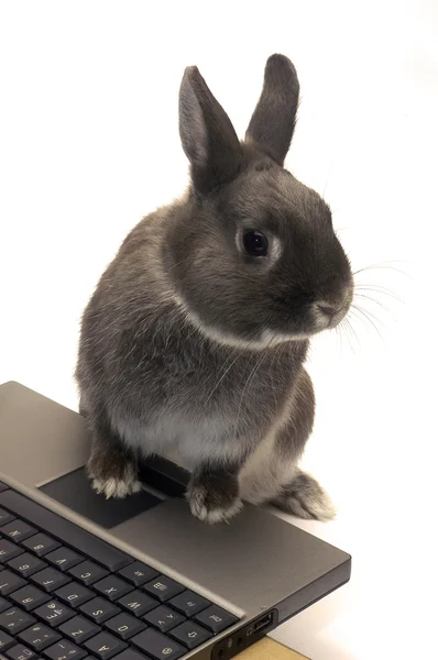 Rabbit webmaster — Stock Photo, Image