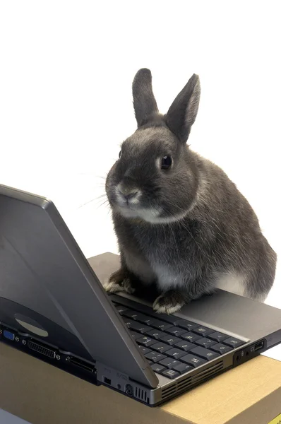 Kaninchen-Webmaster Stockbild