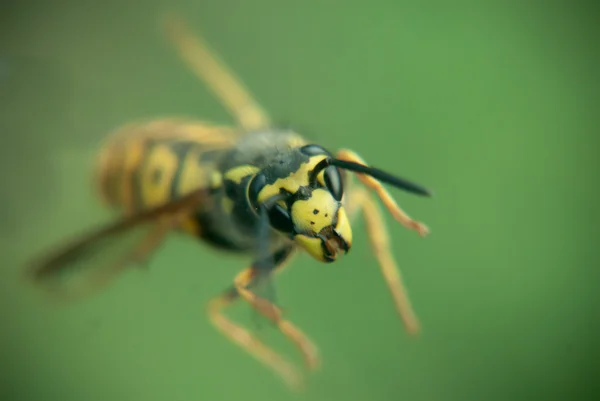 stock image Wasp on green